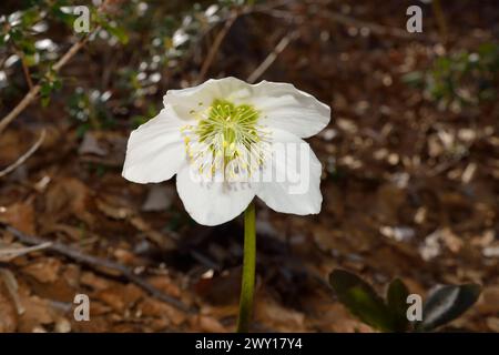 Weihnachtsrose oder Schwarzer Helleborus niger zwischen den Blättern des Unterholzes Stockfoto