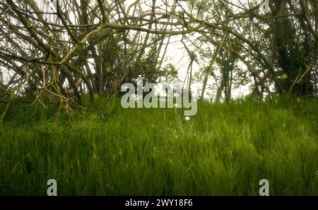 Ländliche Gegend in der Nähe von Ravenna. Wiese, Bäume und Nebel. Dominanz der Farbe Grün Stockfoto