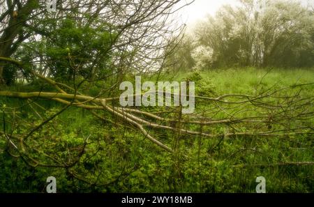 Ländliche Gegend in der Nähe von Ravenna. Wiese, Bäume und Nebel. Dominanz der Farbe Grün Stockfoto