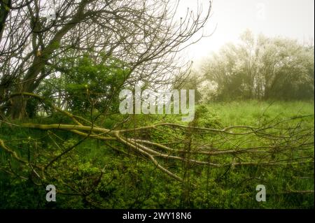 Ländliche Gegend in der Nähe von Ravenna. Wiese, Bäume und Nebel. Dominanz der Farbe Grün Stockfoto