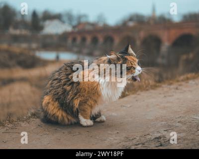 Bei jedem anmutigen Schritt schlängelt sich die farbenfrohe Katze durch Kuldigas kopfsteingepflasterte Straßen, eingerahmt von der majestätischen Silhouette der alten roten Backsteinbrücke Stockfoto