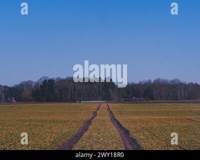 Im Herzen der lettischen Landschaft schlängeln sich Reifenspuren durch goldene Feldfrüchte, ein Zeugnis für die menschliche Präsenz in der Natur Stockfoto