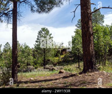Ein Hügel in Arizona an einem klaren Sommertag bietet eine wunderschöne Landschaft mit grünen Bäumen und blauem und weißem Himmel. Ein einladendes Foto von friedlichem na Stockfoto