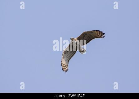 Der wechselbare Falkenadler oder Haubenfalkenadler ist ein großer Raubvogel der Familie Accipitridae. Dieses Foto wurde aus Bangladesch aufgenommen. Stockfoto