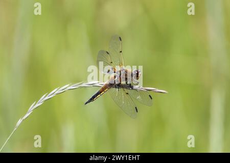 Die Libelle sitzt auf trockenem Gras auf grünem Hintergrund in Nahaufnahme Stockfoto