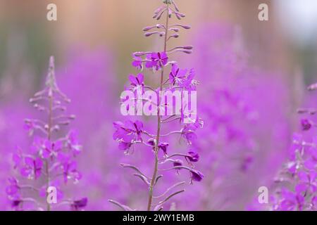Blumen von Feuerweed, Chamaenerion angostifolium an einem sonnigen Sommertag Stockfoto