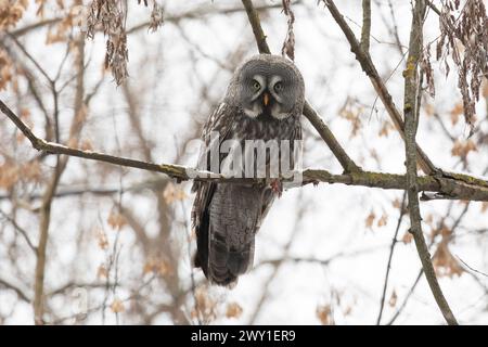 Große graue Eule sitzt auf einem Baumzweig mit einer gefangenen Maus Stockfoto
