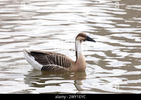 Größere Weißfrontgans im Winter Stockfoto