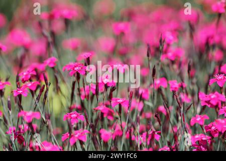 Geringe Schärfentiefe, nur wenige Blüten im Fokus. Hellrosa Gartennelkenblumen auf grüner Wiese. Abstrakter Frühlingshintergrund Stockfoto