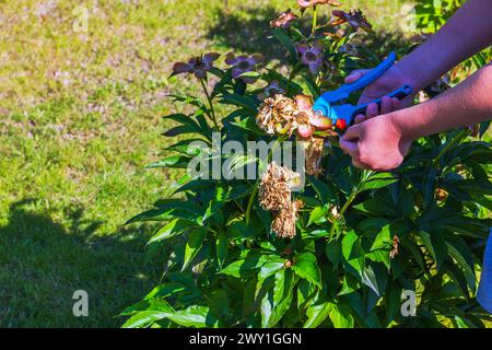 Nahaufnahme einer Kinderhände, die einen Pfingstrosenstrauch mit einer Gartenschere trimmen. Stockfoto