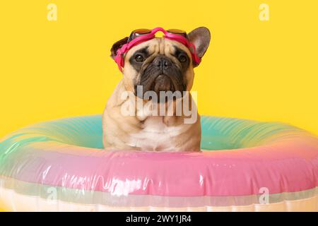 Niedliche französische Bulldogge mit Brille und aufblasbarem Ring auf gelbem Hintergrund Stockfoto