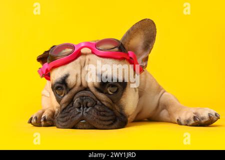 Süße französische Bulldogge mit Schwimmbrille auf gelbem Hintergrund Stockfoto