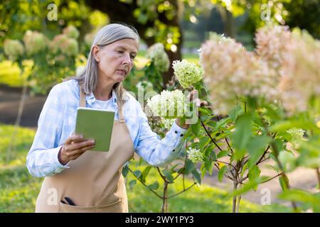 Eine ernsthafte grauhaarige Frau in einer Schürze arbeitet im Garten- und Gemüsegarten, überprüft und untersucht Pflanzen, hält eine Tablette in den Händen. Stockfoto