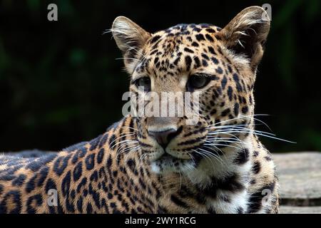 Nahaufnahme eines javanischen Leoparden Stockfoto