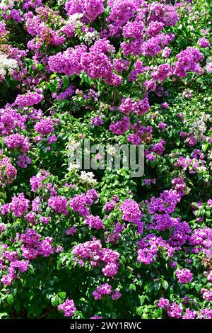 Blühende Bougainvillea (Bougainvillea glabra) in Ribeirao Preto, Sao Paulo, Brasilien Stockfoto