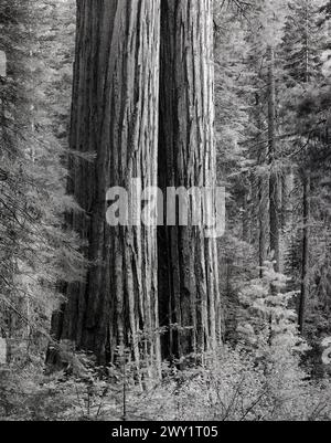 BW01236-00..... KALIFORNIEN – Riesenmammutbäume (Sequoiadendron giganteum) im Tuolumne Grove des Yosemite National Park. Stockfoto