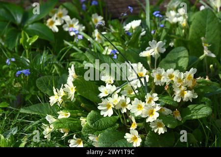 Wildkerzen, Primula vulgaris und Forget-Me-Not Myosotis sylvatica, die in Gras im britischen Garden March naturalisiert wurden Stockfoto