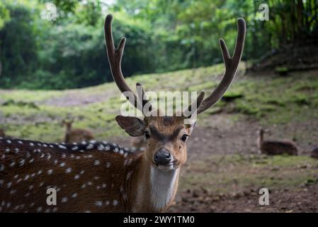 Männliche Sambarhirsche mit ihrem Rudel Stockfoto