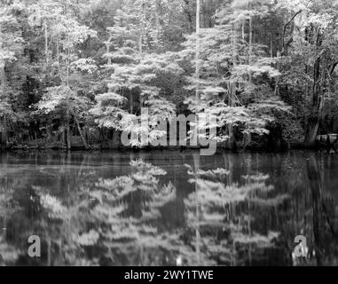 BW01683-00..... SOUTH CAROLINA – Reflexionen am Weston Lake im Congaree National Park. Stockfoto