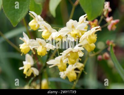 Barrenkraut, Epimedium x versicolor 'Sulphureum', kénsárga tündérvirág Stockfoto