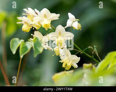 Barrenkraut, Epimedium x versicolor 'Sulphureum', kénsárga tündérvirág Stockfoto