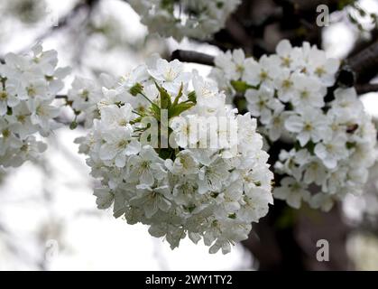 Wildkirsche, Süßkirsche, Vogelkirsche, Merisier, Prunus avium, Vadcseresznye, Ungarn, Magyarország, Europa Stockfoto