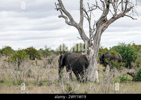 Zwei afrikanische Elefanten spazieren in der Savanne, in der Nähe von getrockneten Bäumen. Safari im Kruger-Nationalpark, Südafrika. Tiere Wildtiere Hintergrund, wilde Natur Stockfoto