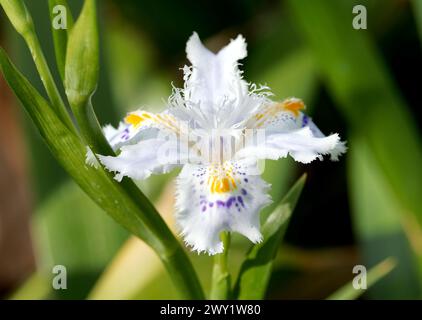 Fransen-Iris, Shaga, Schmetterlingsblume, Iris du Japon, Iris japonica, Rojtos irisz, Ungarn, Magyarország, Europa Stockfoto