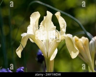 Zwergblume, Zwergblende, Zwerg-Schwertlilie, Iris Nain, Iris pumila, apró nőszirom, Ungarn, Magyarország, Europa Stockfoto