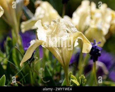 Zwergblume, Zwergblende, Zwerg-Schwertlilie, Iris Nain, Iris pumila, apró nőszirom, Ungarn, Magyarország, Europa Stockfoto