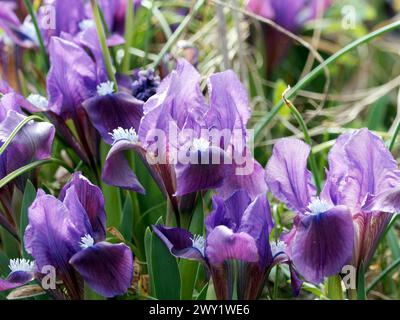 Zwergblume, Zwergblende, Zwerg-Schwertlilie, Iris Nain, Iris pumila, apró nőszirom, Ungarn, Magyarország, Europa Stockfoto