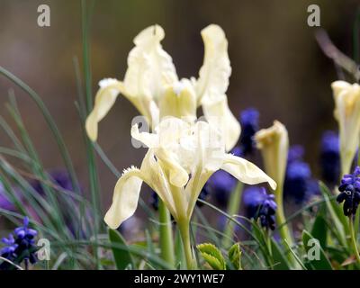 Zwergblume, Zwergblende, Zwerg-Schwertlilie, Iris Nain, Iris pumila, apró nőszirom, Ungarn, Magyarország, Europa Stockfoto