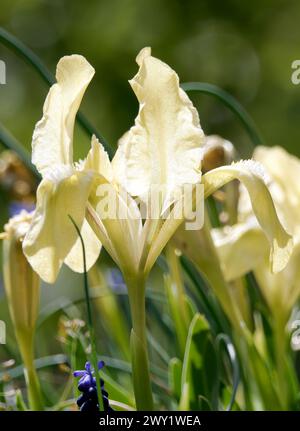 Zwergblume, Zwergblende, Zwerg-Schwertlilie, Iris Nain, Iris pumila, apró nőszirom, Ungarn, Magyarország, Europa Stockfoto