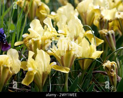 Zwergblume, Zwergblende, Zwerg-Schwertlilie, Iris Nain, Iris pumila, apró nőszirom, Ungarn, Magyarország, Europa Stockfoto