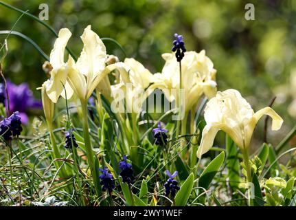 Zwergblume, Zwergblende, Zwerg-Schwertlilie, Iris Nain, Iris pumila, apró nőszirom, Ungarn, Magyarország, Europa Stockfoto