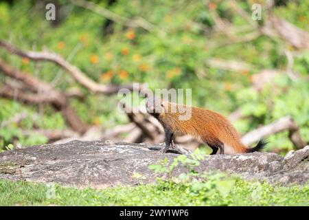 Ein Streifenhals-Mungo auf einem Felsen im Nagarhole-Nationalpark, Indien Stockfoto