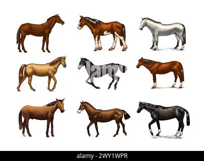 Eine Reihe von Pferden in verschiedenen Posen auf weißem Hintergrund. Handgezeichnetes Tier. Skizze mit Holzschnitt. Vektorgravierte Illustration für Logo und Tattoo Stock Vektor