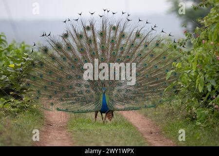 Ein India Peacock zeigt seinen Zug im Nagarhole National Park, Indien Stockfoto