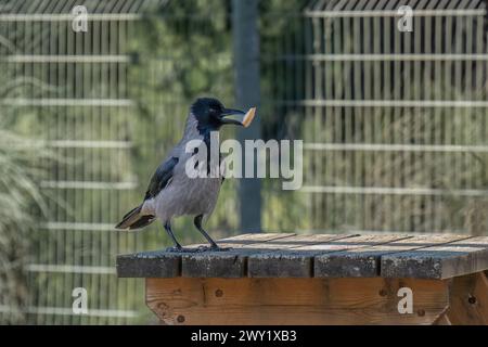 Eine graue Krähe mit einem Stück Brot im Schnabel, stehend auf einem hölzernen Picknicktisch. Stockfoto