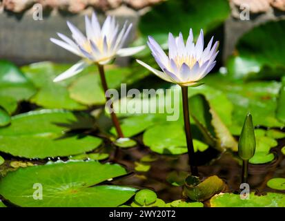 Ein heiteres Bild einer weißen Lotusblume, die anmutig aus einem stillen Teich auftaucht, umgeben von üppig grünen Blättern Stockfoto