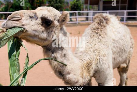 Ein Nahfoto eines Kamels mit einem verschwommenen Zoohintergrund, das das Kamel beim Kauen auf grünem Gras hervorhebt. Stockfoto