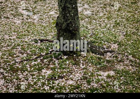 Washington, Usa. April 2024. Am 3. April 2024 in Washington, DC, wird der National Park Service etwa 300 Bäume Fällen, davon 140 die berühmten Kirschbäume. damit sie die zerstörten Meeresmauern rund um das Gezeitenbecken reparieren und wieder aufbauen können. Die Meeresmauern wurden in den späten 1800er Jahren errichtet und einige Abschnitte sind wegen schlechter Entwässerung, Erosion und steigendem Wasserspiegel bis zu 5 Fuß gesunken. (Foto: Samuel Corum/SIPA USA) Credit: SIPA USA/Alamy Live News Stockfoto