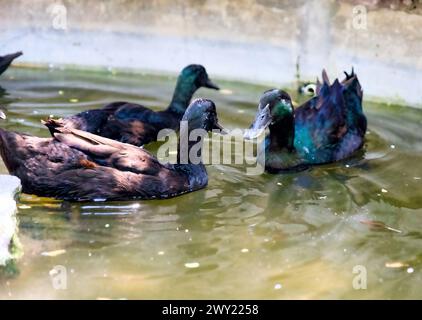 Eine reizvolle Sommerszene mit Stockenten, die anmutig über das kristallklare Wasser eines Teichs in einem belebten Stadtpark gleiten Stockfoto