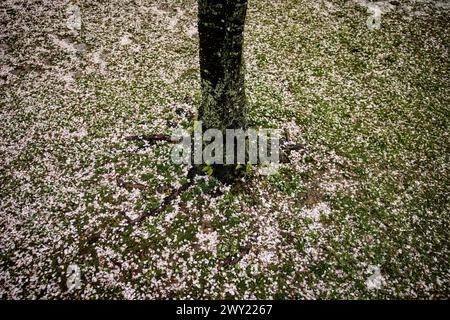 Washington, Usa. April 2024. Am 3. April 2024 in Washington, DC, wird der National Park Service etwa 300 Bäume Fällen, davon 140 die berühmten Kirschbäume. damit sie die zerstörten Meeresmauern rund um das Gezeitenbecken reparieren und wieder aufbauen können. Die Meeresmauern wurden in den späten 1800er Jahren errichtet und einige Abschnitte sind wegen schlechter Entwässerung, Erosion und steigendem Wasserspiegel bis zu 5 Fuß gesunken. (Foto: Samuel Corum/SIPA USA) Credit: SIPA USA/Alamy Live News Stockfoto