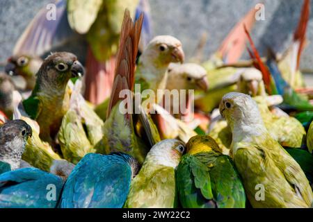 Ein lebendiges Bild mit mehreren bunten Papageien auf einer verwitterten Betonbank. Perfekt für tropische Themen, Tierliebhaber und Sommeratmosphäre Stockfoto