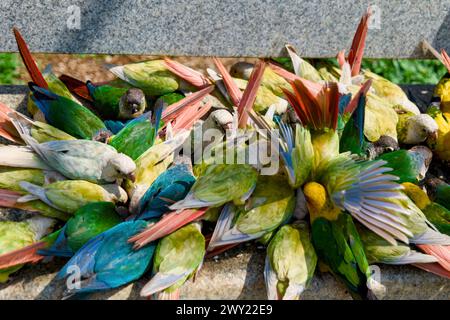 Ein lebendiges Bild mit mehreren bunten Papageien auf einer verwitterten Betonbank. Stockfoto