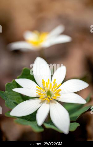 Bloodroot Blume (Sanguinaria canadensis) - Pisgah National Forest, Brevard, North Carolina, USA [flache Tiefe des Feldes] Stockfoto