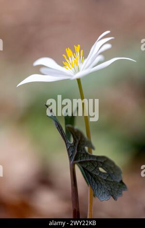 Bloodroot Blume (Sanguinaria canadensis) - Pisgah National Forest, Brevard, North Carolina, USA [flache Tiefe des Feldes] Stockfoto