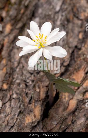 Bloodroot Blume (Sanguinaria canadensis) - Pisgah National Forest, Brevard, North Carolina, USA [flache Tiefe des Feldes] Stockfoto