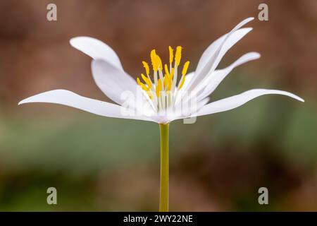 Bloodroot Blume (Sanguinaria canadensis) - Pisgah National Forest, Brevard, North Carolina, USA [flache Tiefe des Feldes] Stockfoto